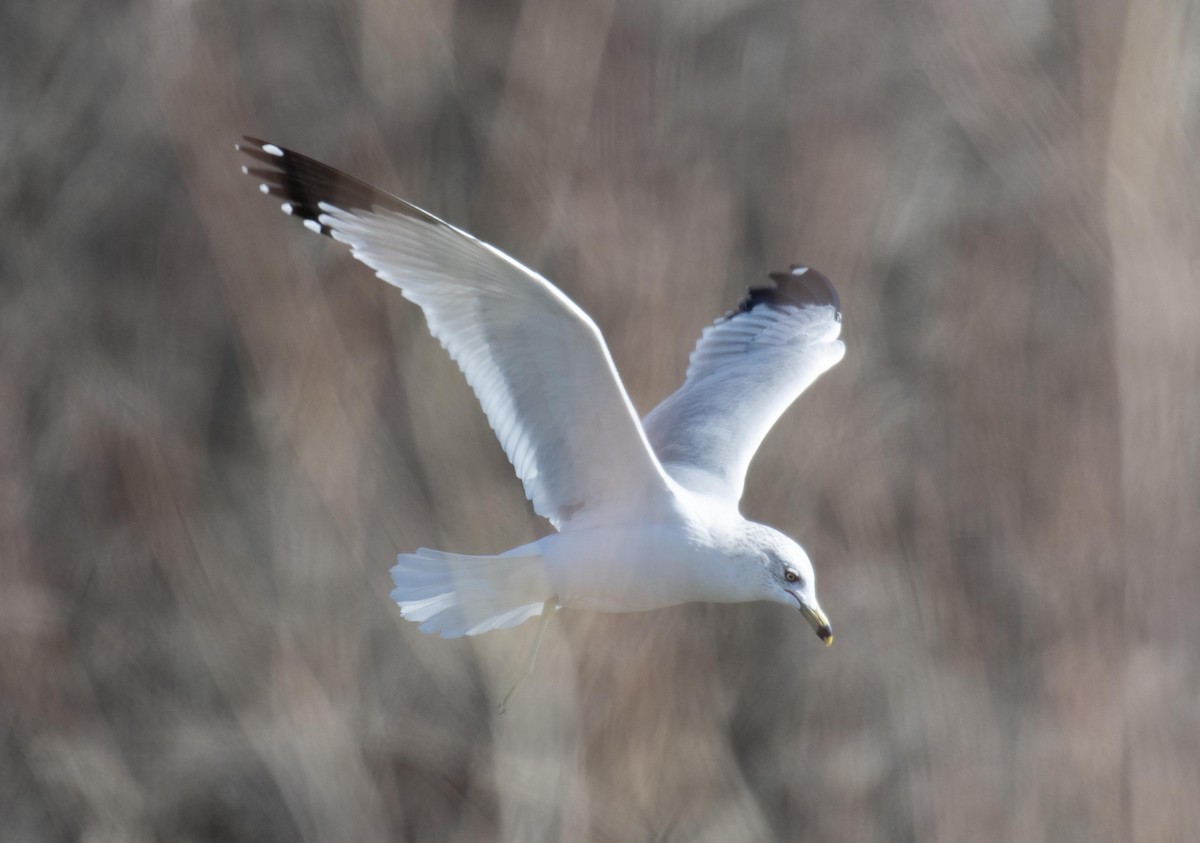 Gavina americana - ML652592468