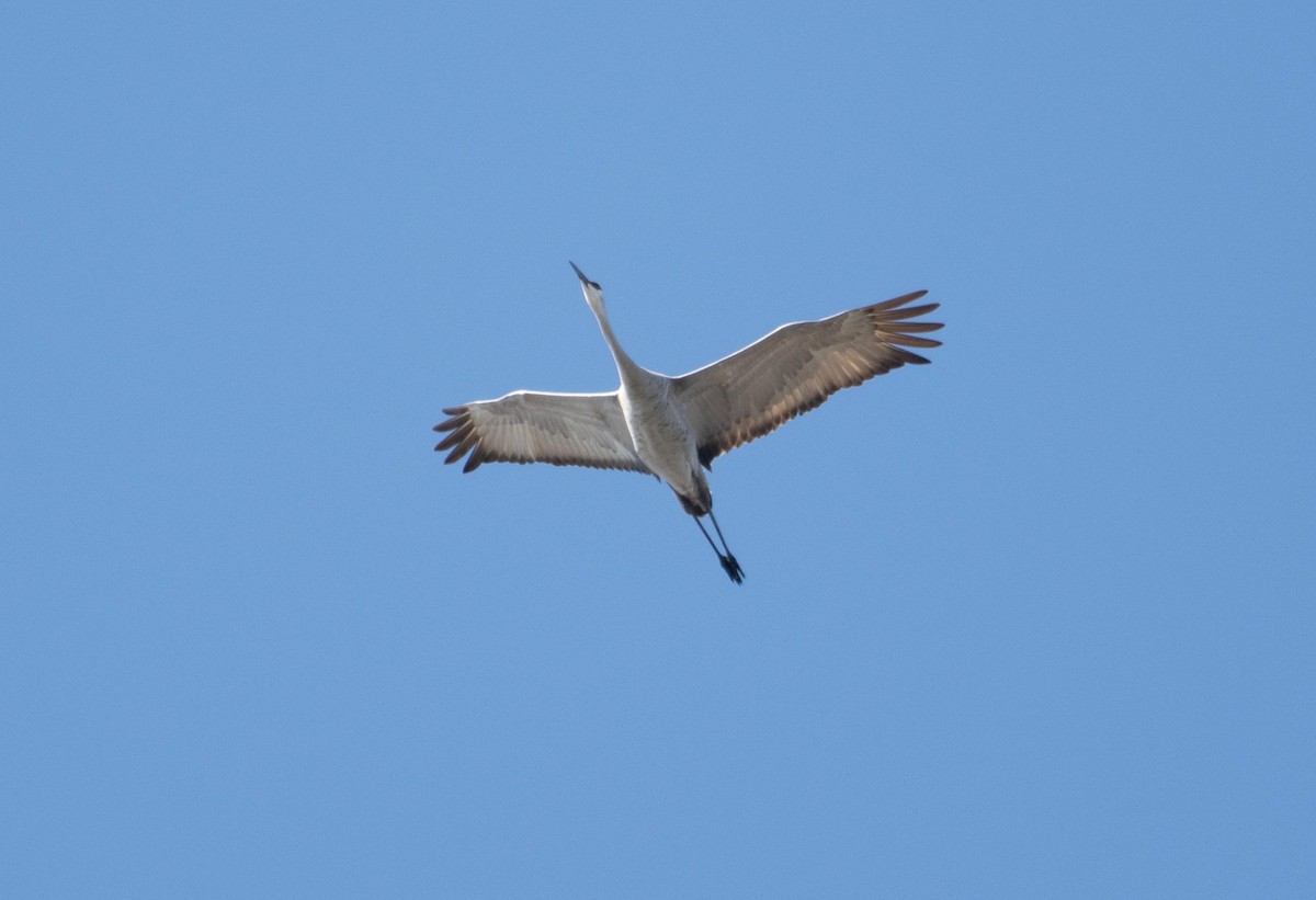 Sandhill Crane - ML652592473