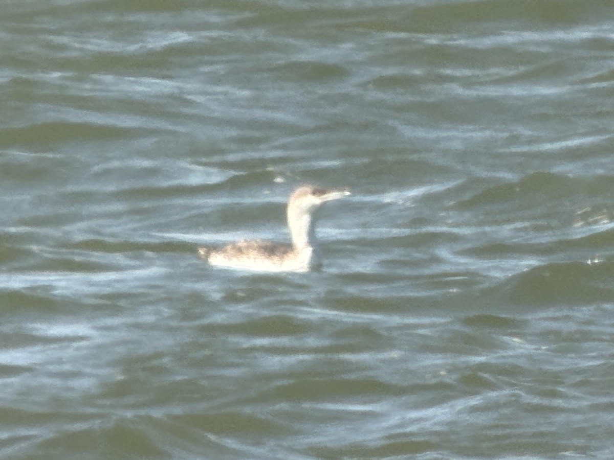 Гагара червоношия - ML652592751