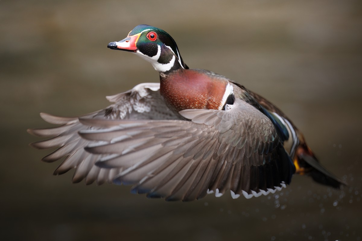 מנדרין אמריקני - ML652592811