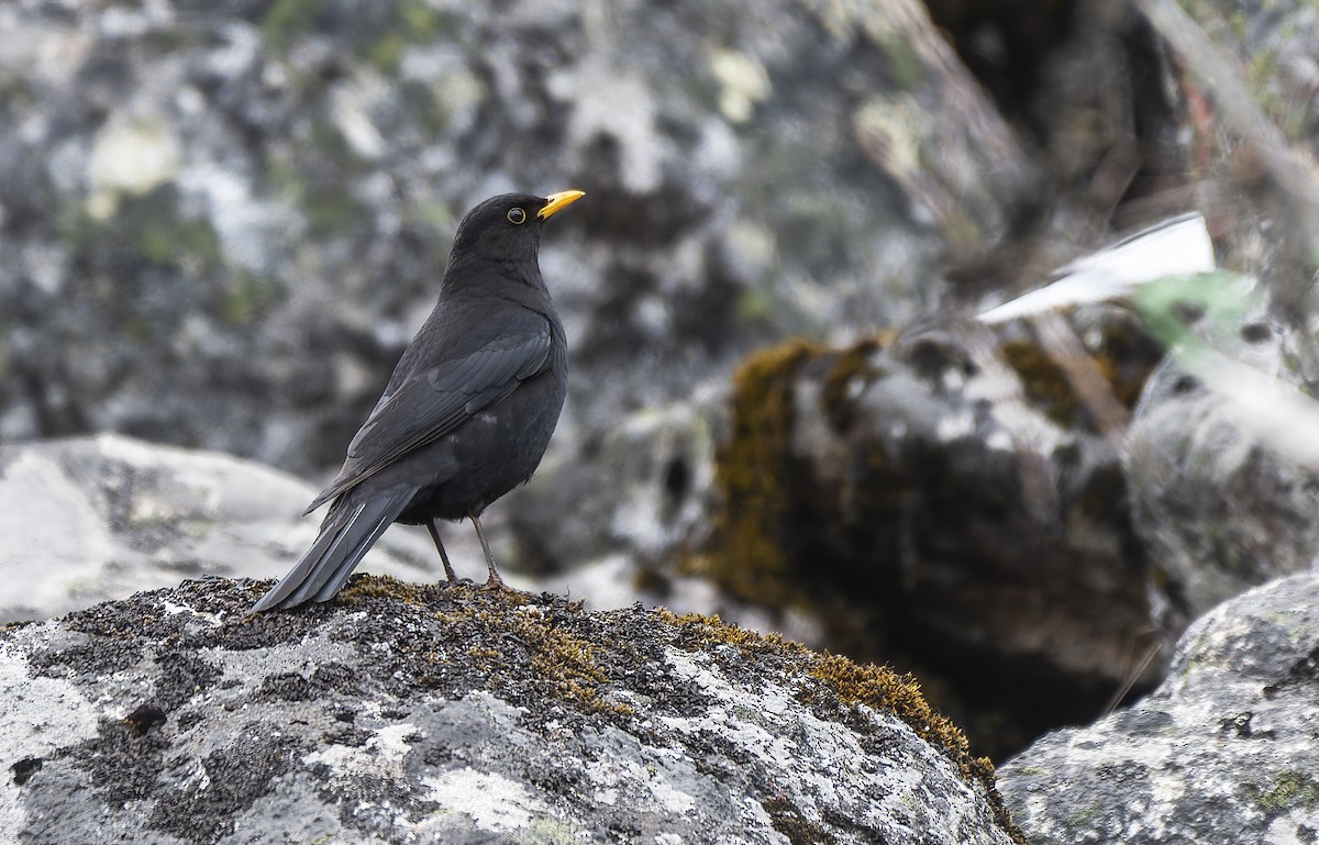 Tibet Karatavuğu - ML652593017