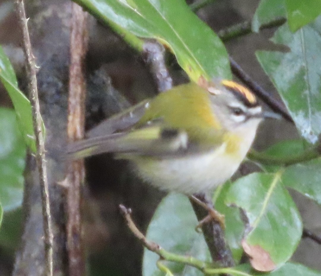 Madeira Firecrest - ML652593587