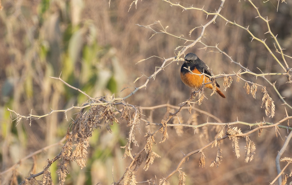 クロジョウビタキ - ML652593614
