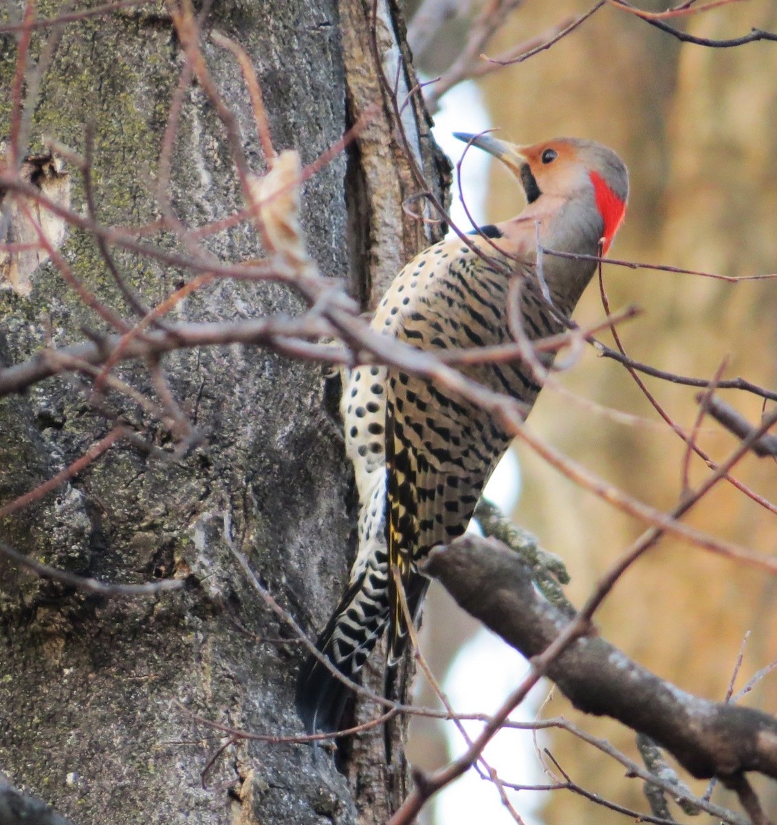 Northern Flicker - ML652593857
