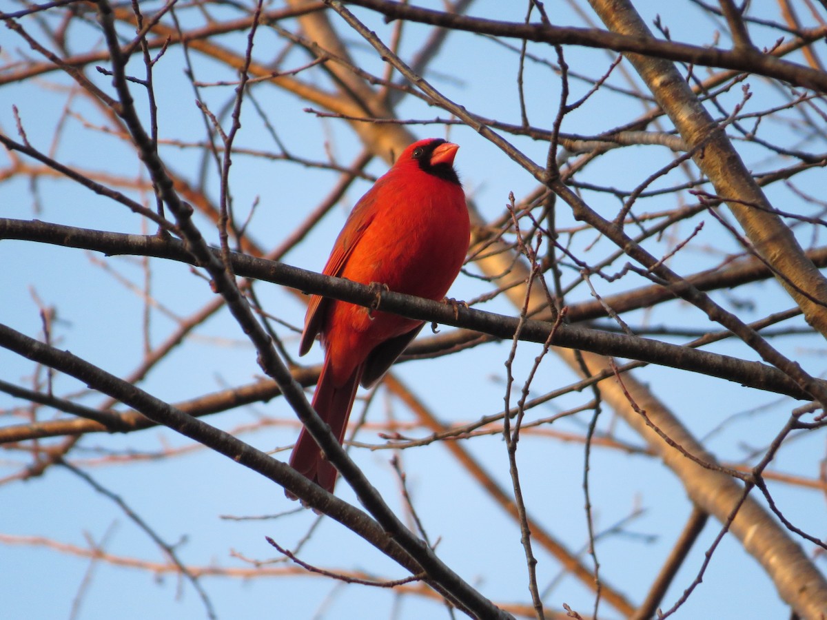 Northern Cardinal - ML652593890