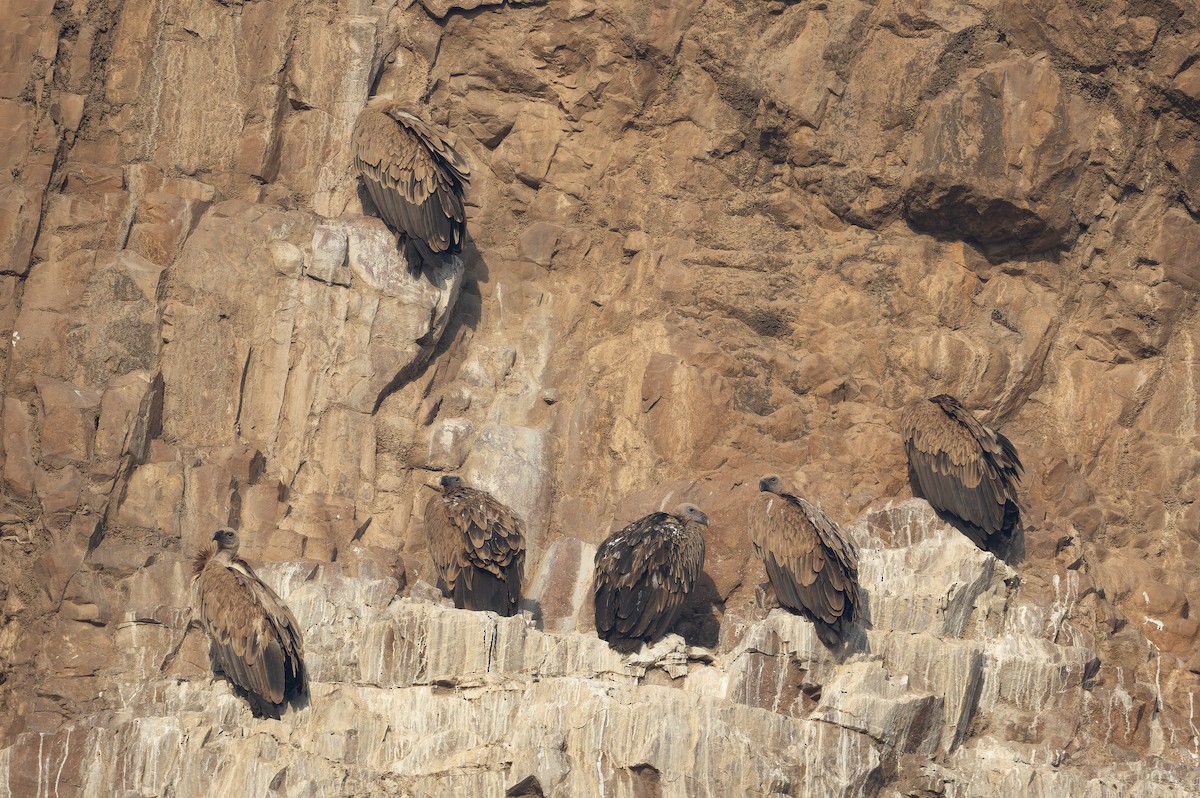 インドハゲワシ - ML652593914