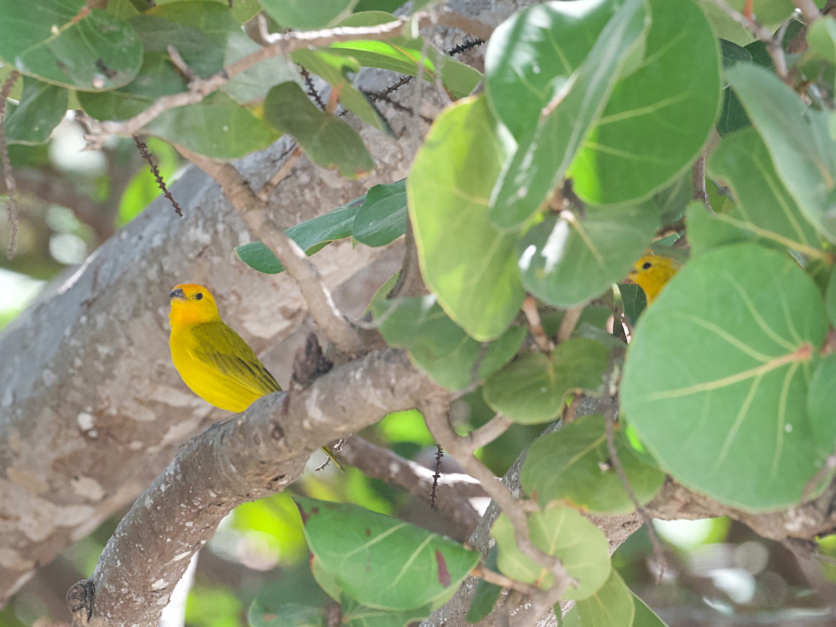 Saffron Finch - ML652594013