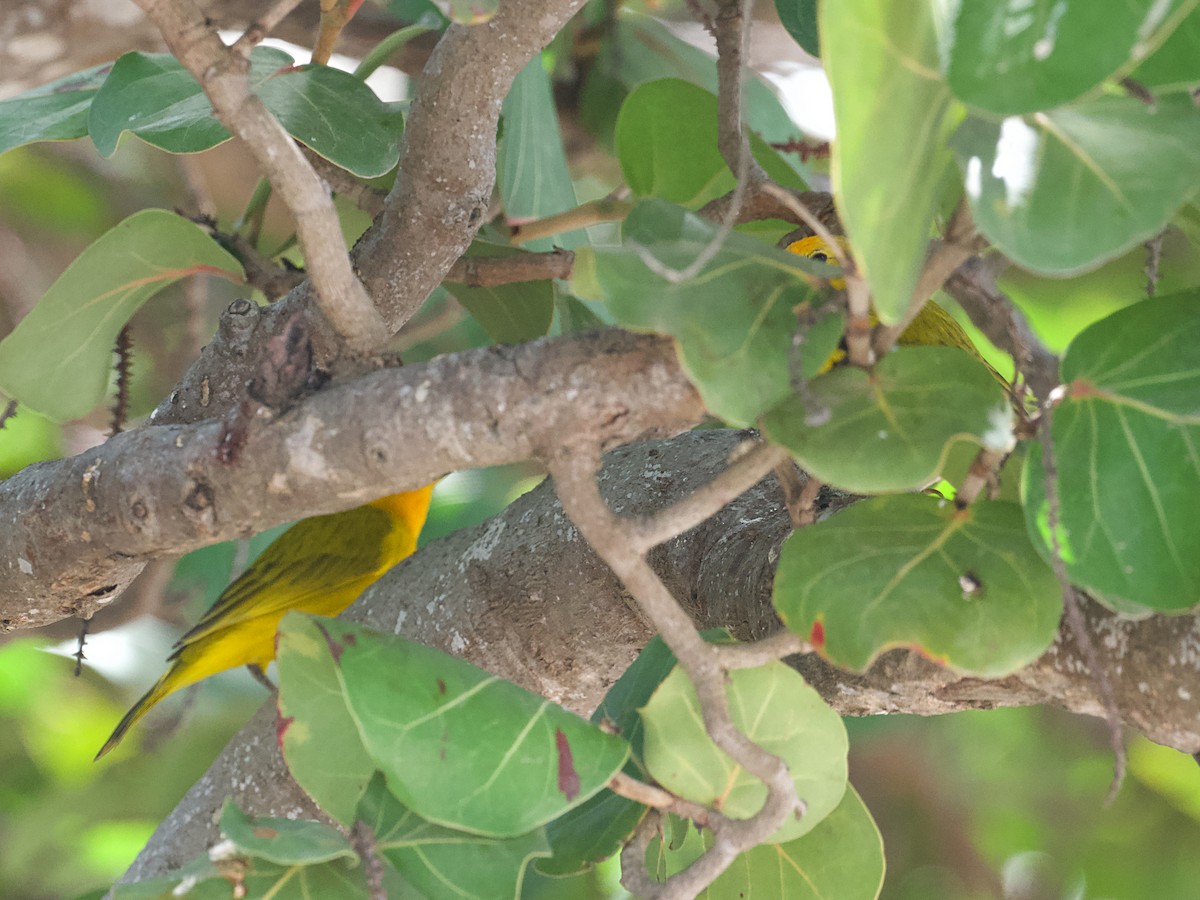 Saffron Finch - ML652594014