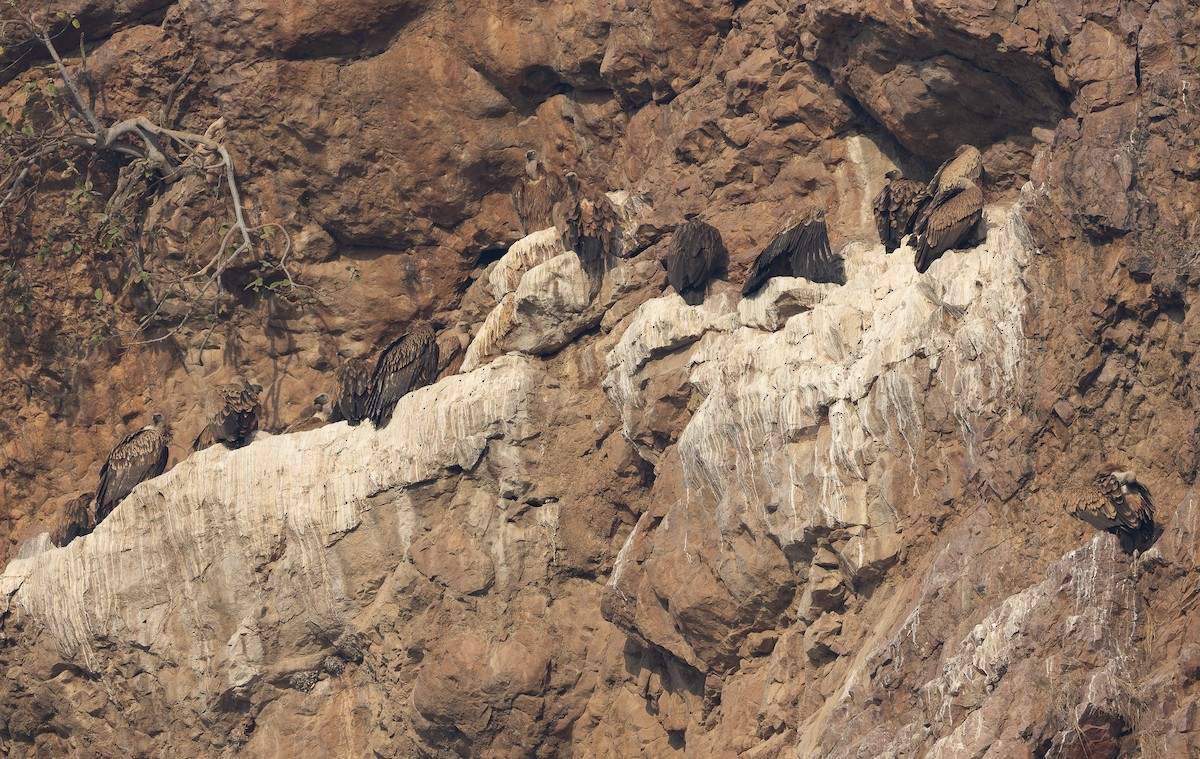 インドハゲワシ - ML652594025