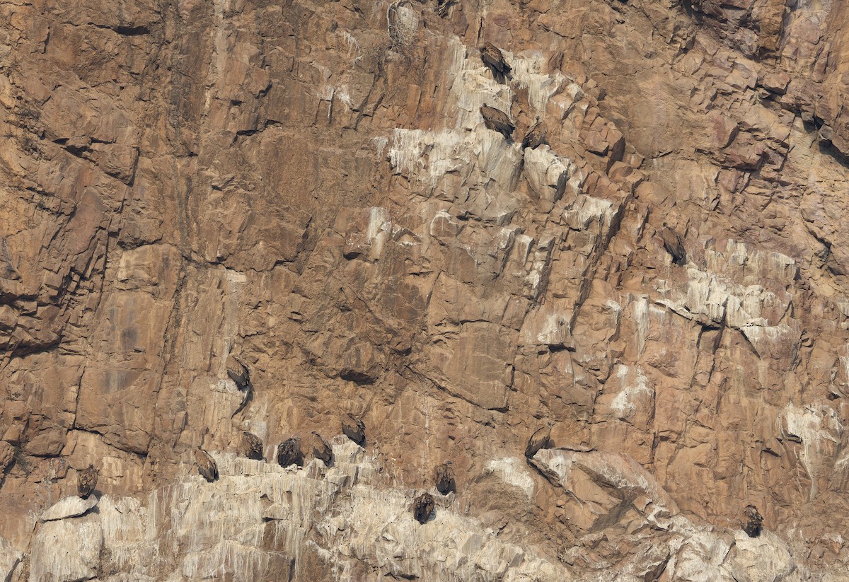 インドハゲワシ - ML652594093