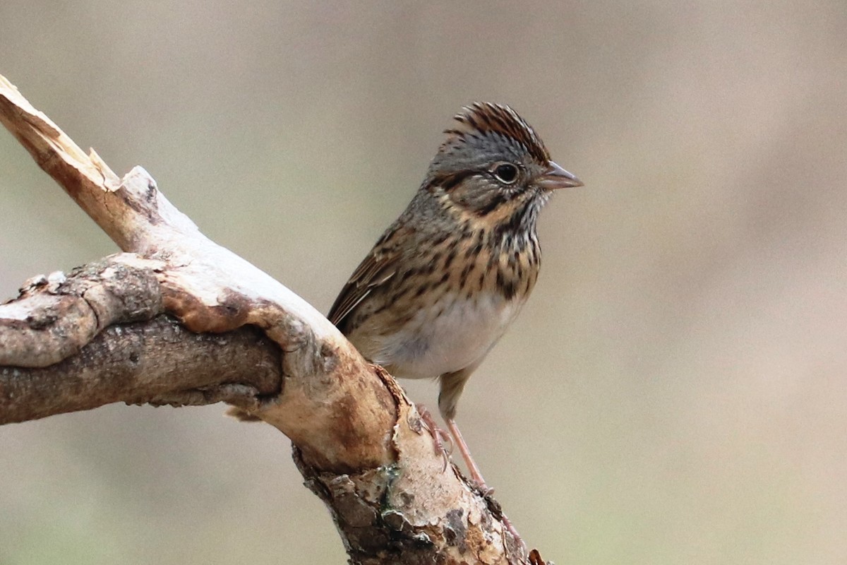 Lincoln Serçesi - ML652594153