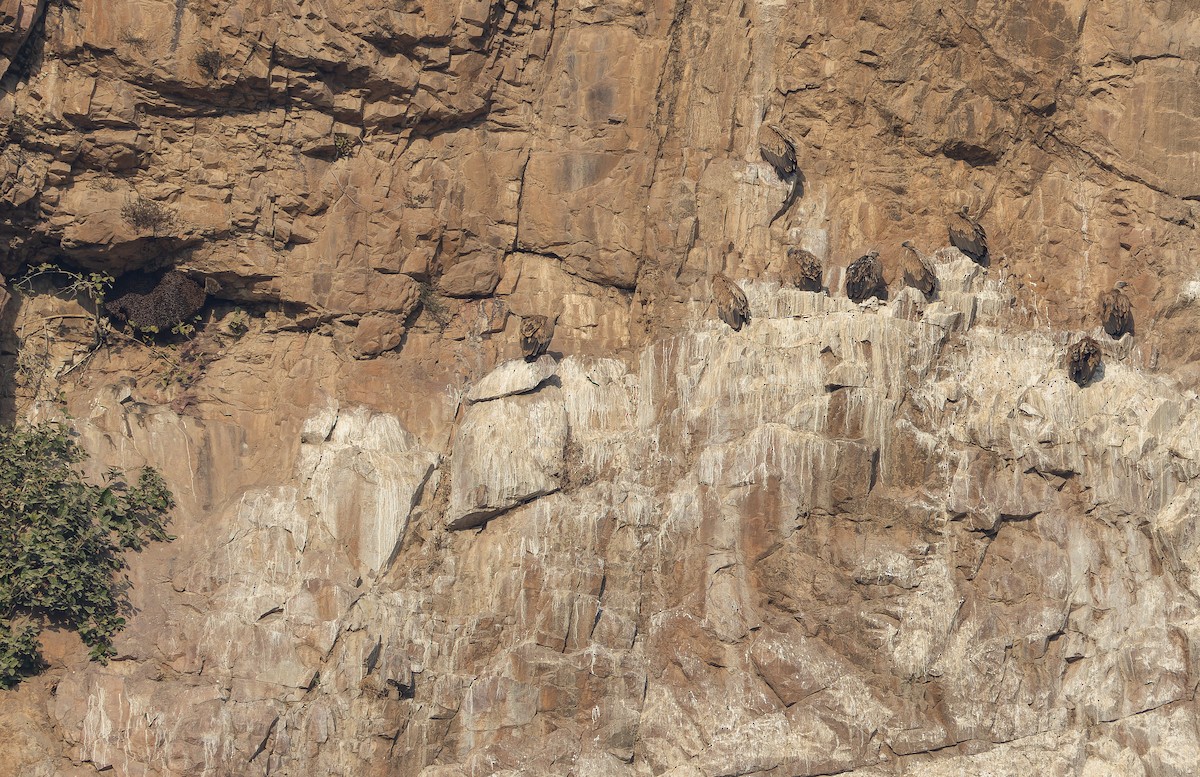 インドハゲワシ - ML652594169