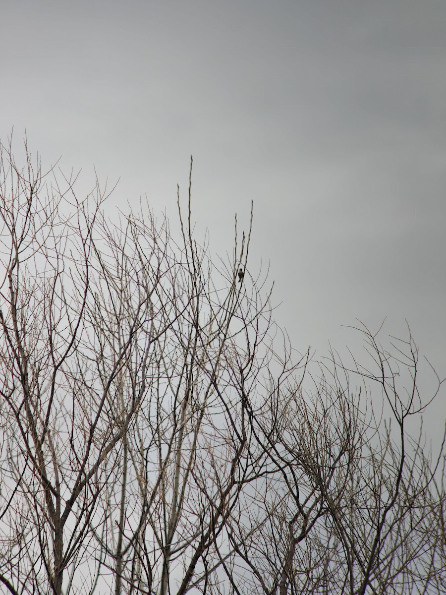 Светлобрюхий фиби - ML652594214