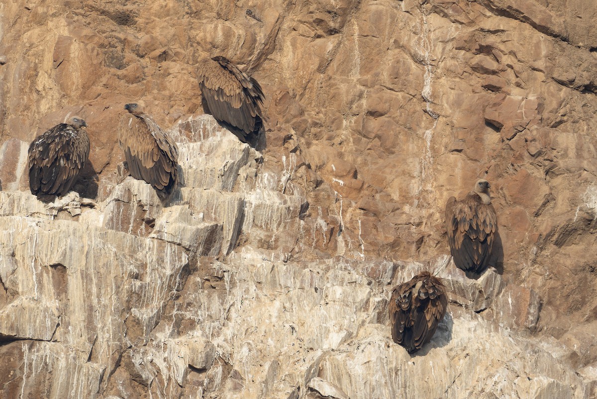 インドハゲワシ - ML652594273