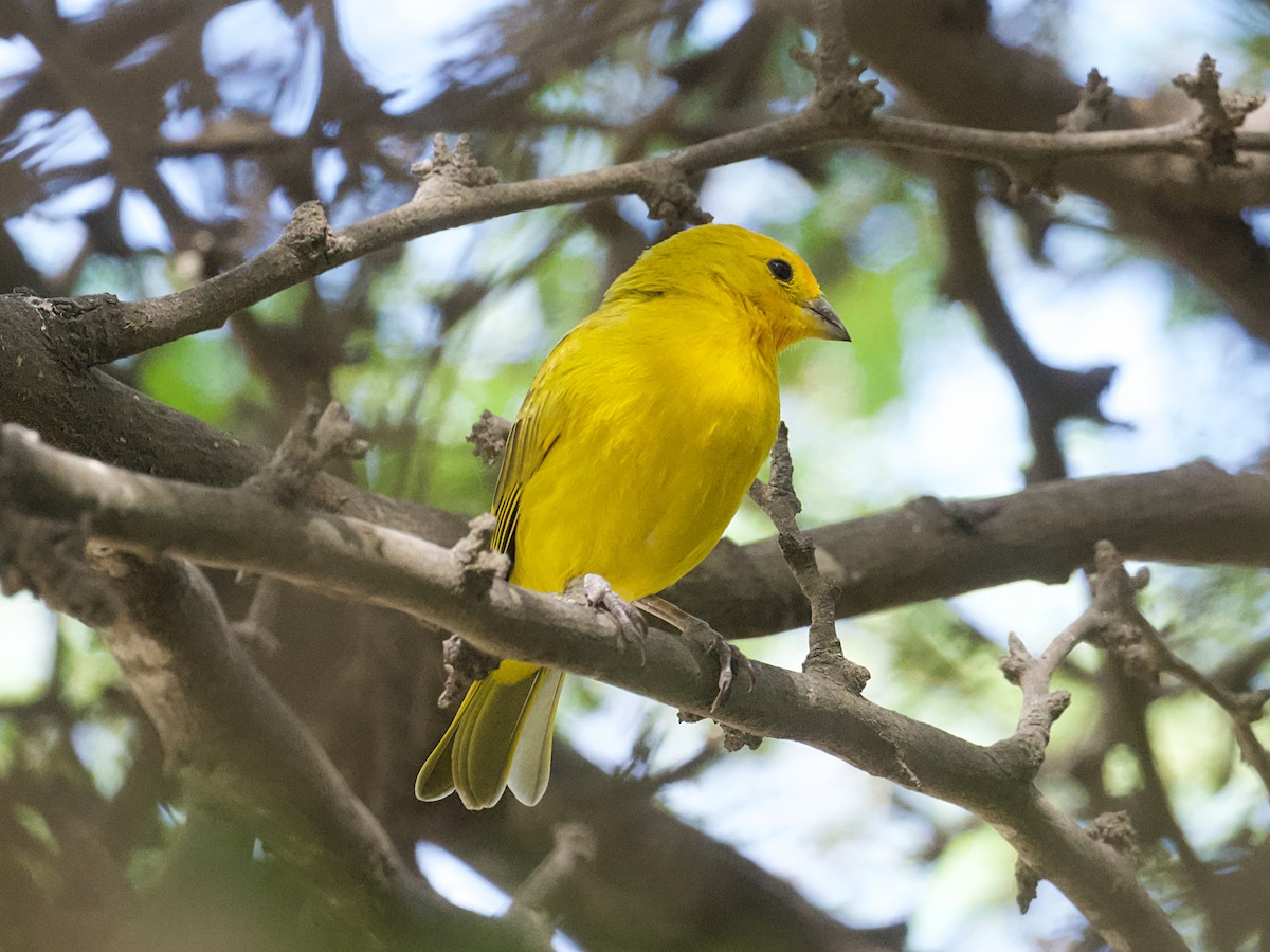 Saffron Finch - ML652594339