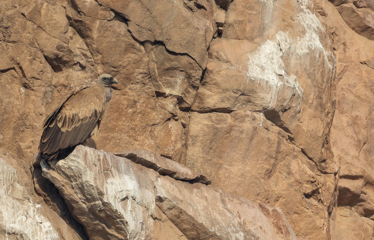 インドハゲワシ - ML652594401