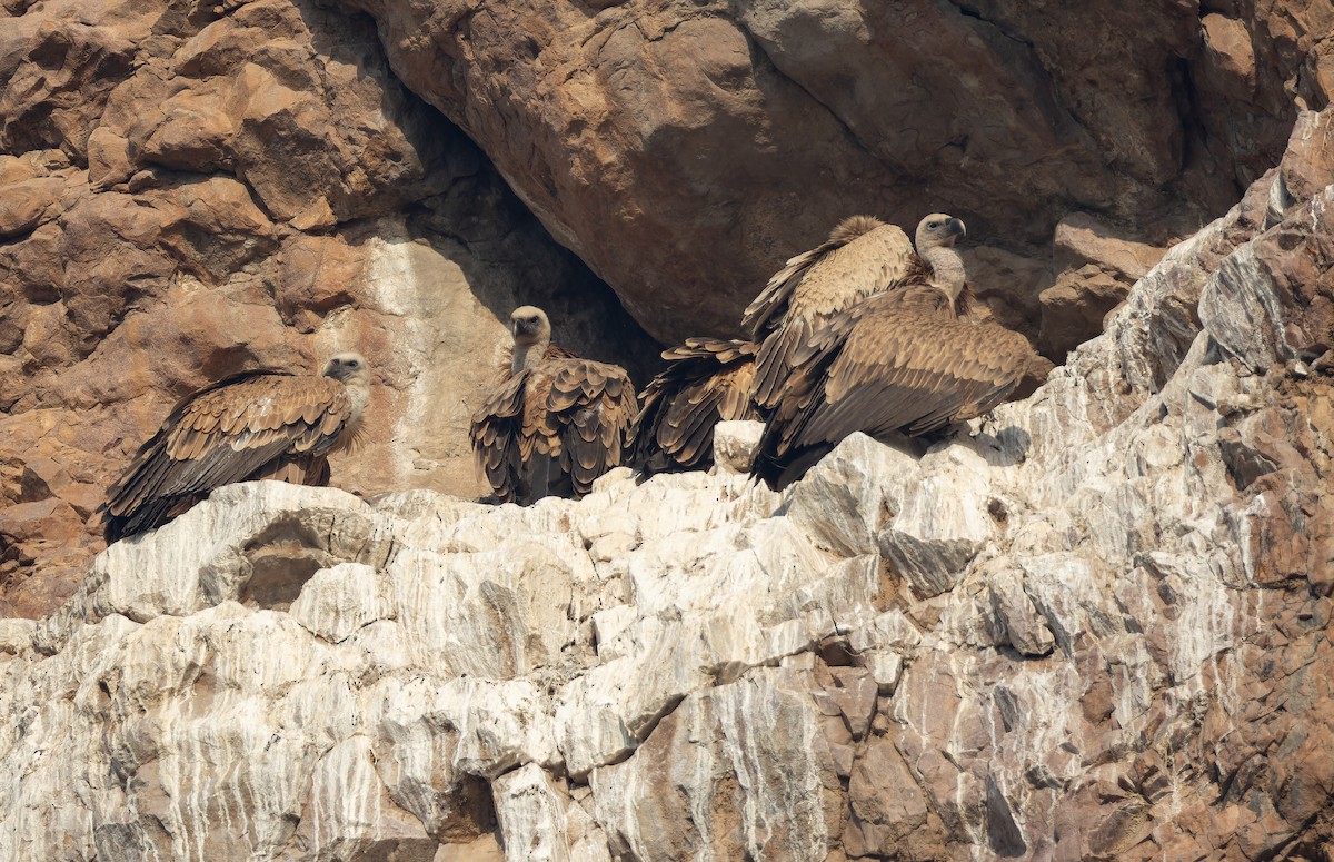 インドハゲワシ - ML652594523