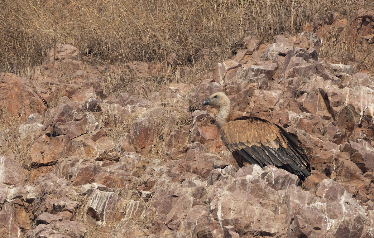 インドハゲワシ - ML652594545