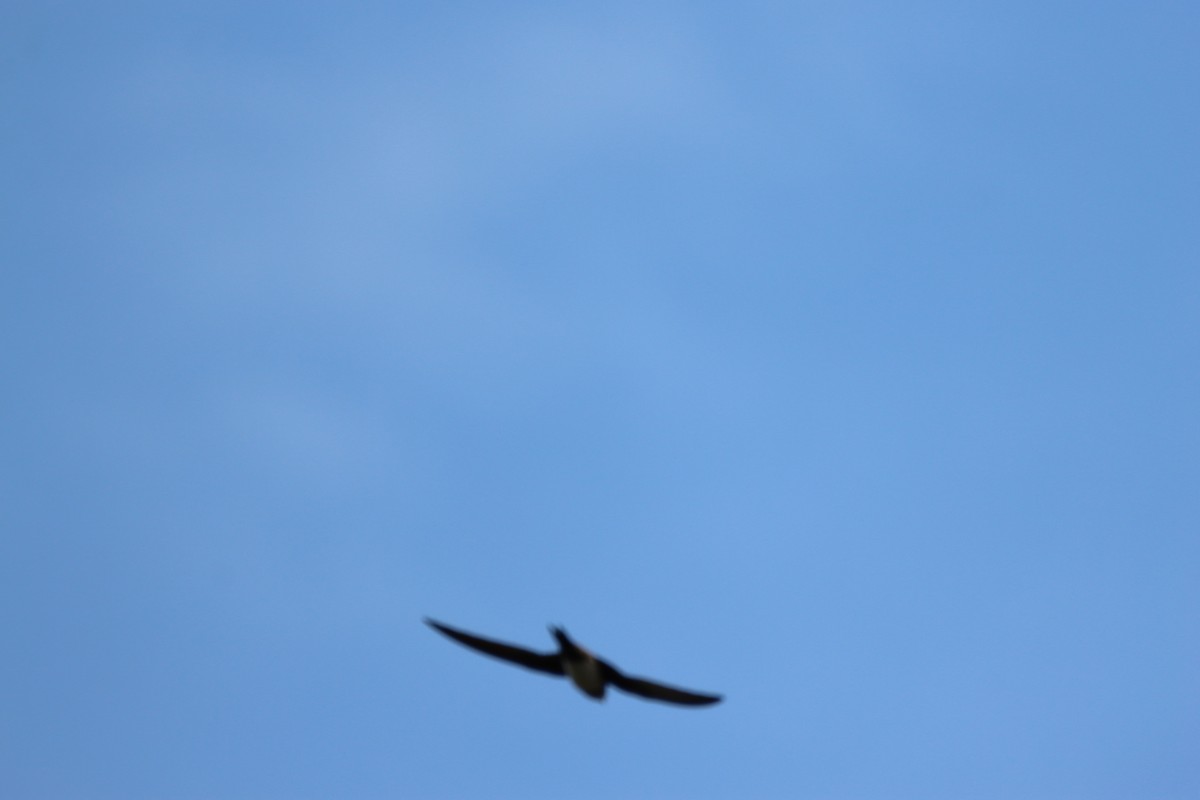 Alpine Swift - ML652594758