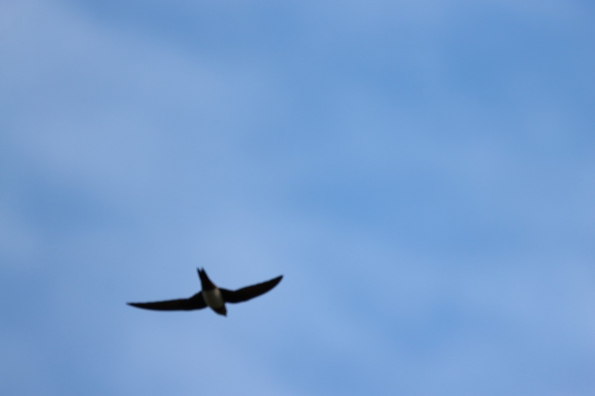 Alpine Swift - ML652594759