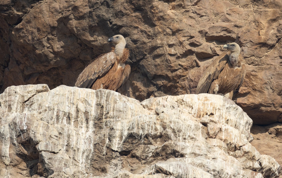 インドハゲワシ - ML652594895