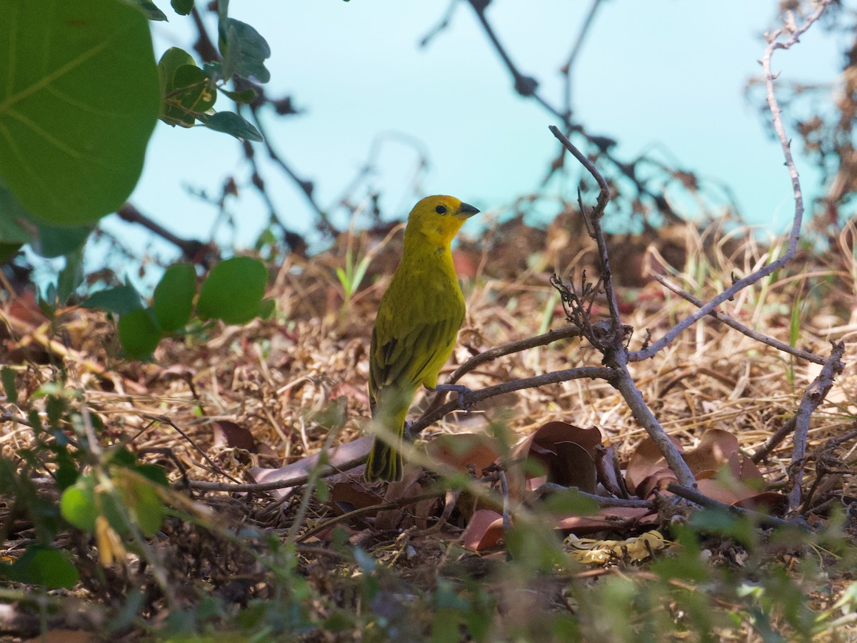 Saffron Finch - ML652594991