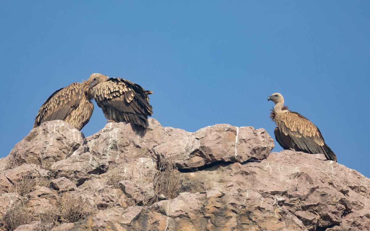 インドハゲワシ - ML652595010