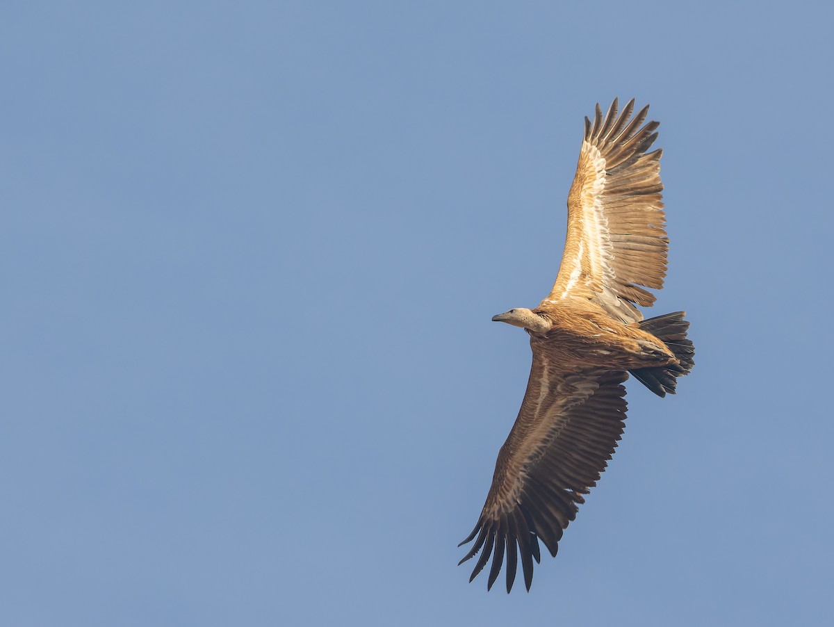 インドハゲワシ - ML652595163