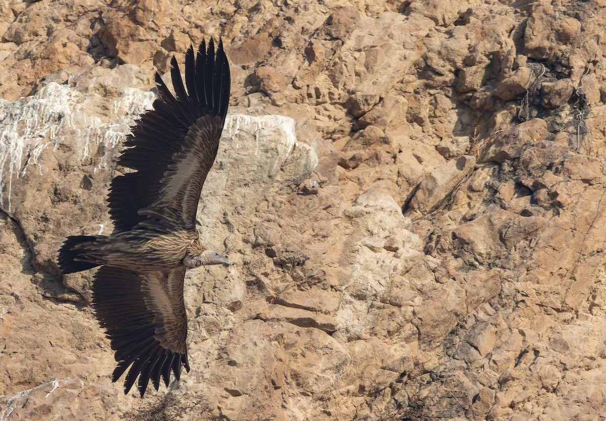 インドハゲワシ - ML652595170