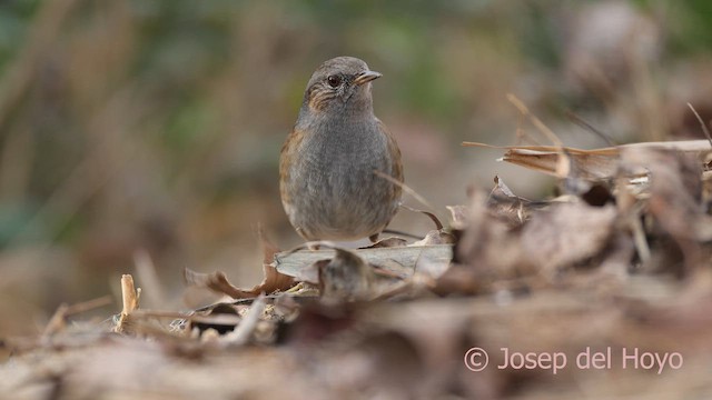 Dunnock - ML652595283