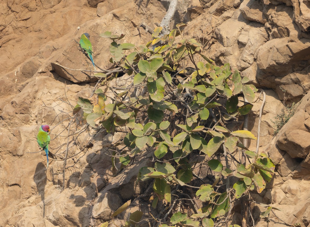 コセイインコ - ML652595292