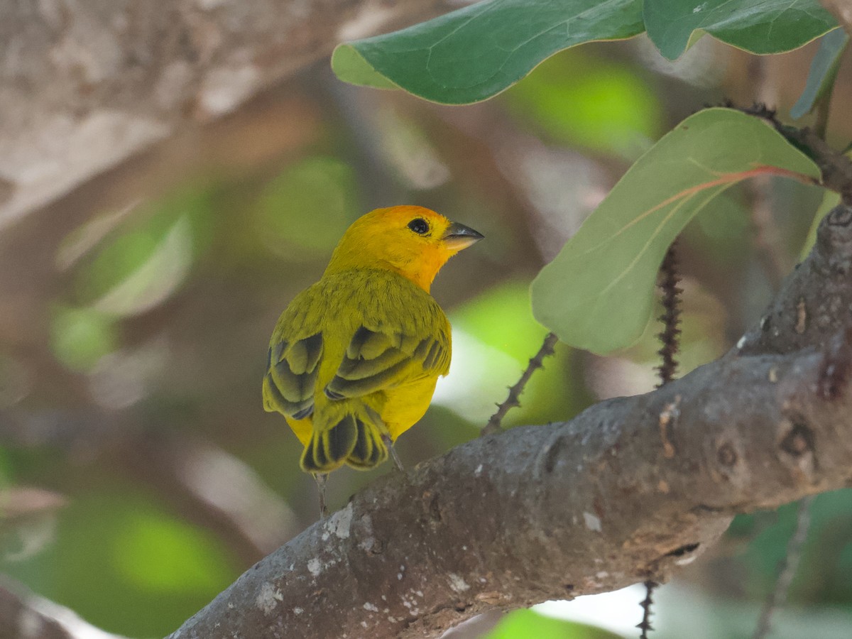 Saffron Finch - ML652595312