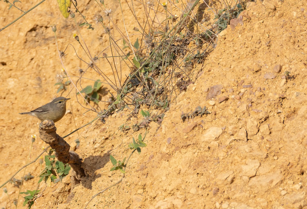 オリーブムシクイ - ML652595394