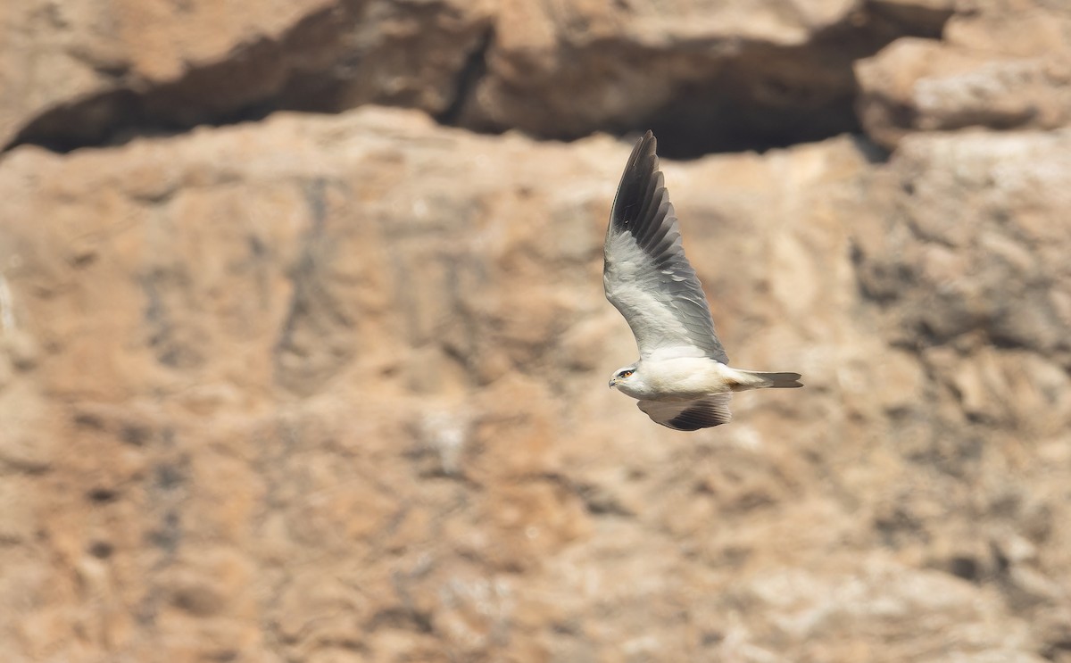 カタグロトビ - ML652595501