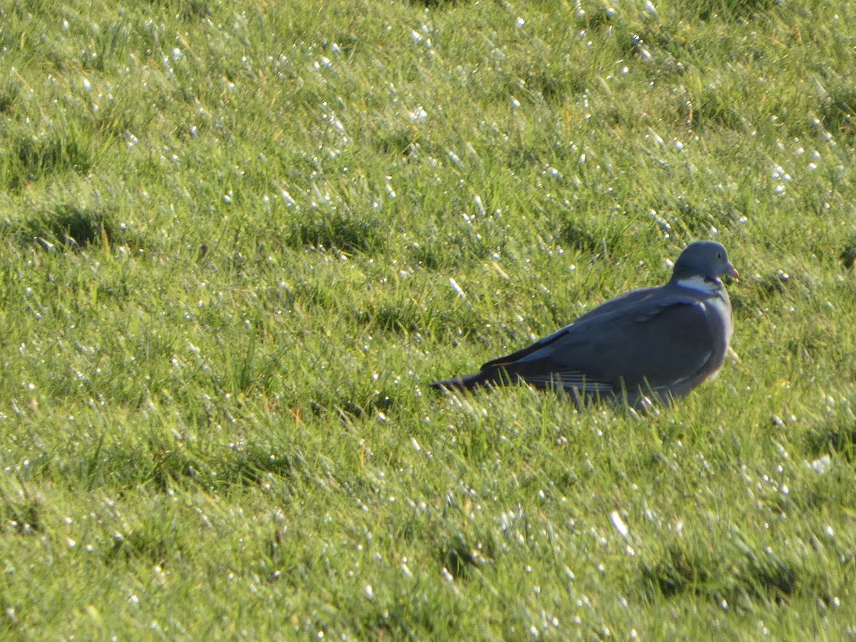 Вяхирь - ML652595528