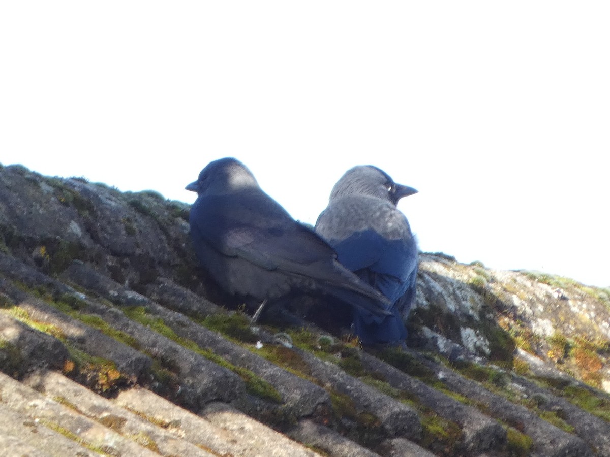 Галка - ML652595557