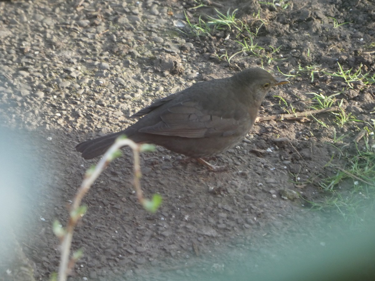 Чёрный дрозд - ML652595578