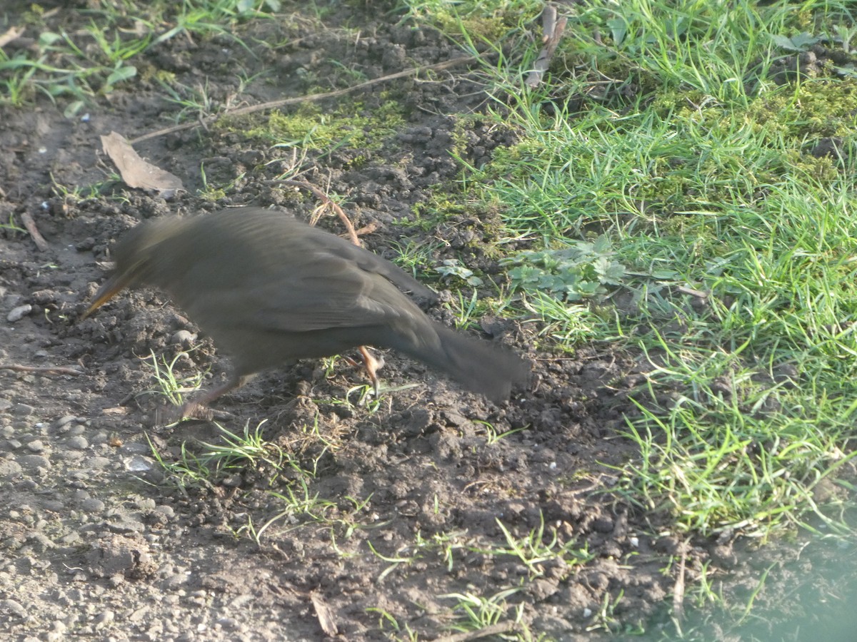 Чёрный дрозд - ML652595579