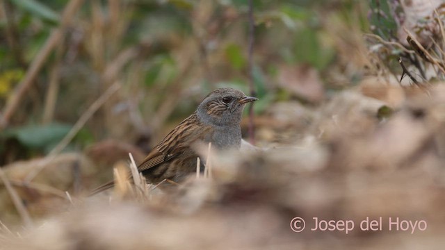 Dunnock - ML652595585