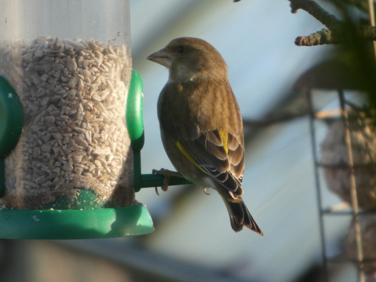 Обыкновенная зеленушка - ML652595587