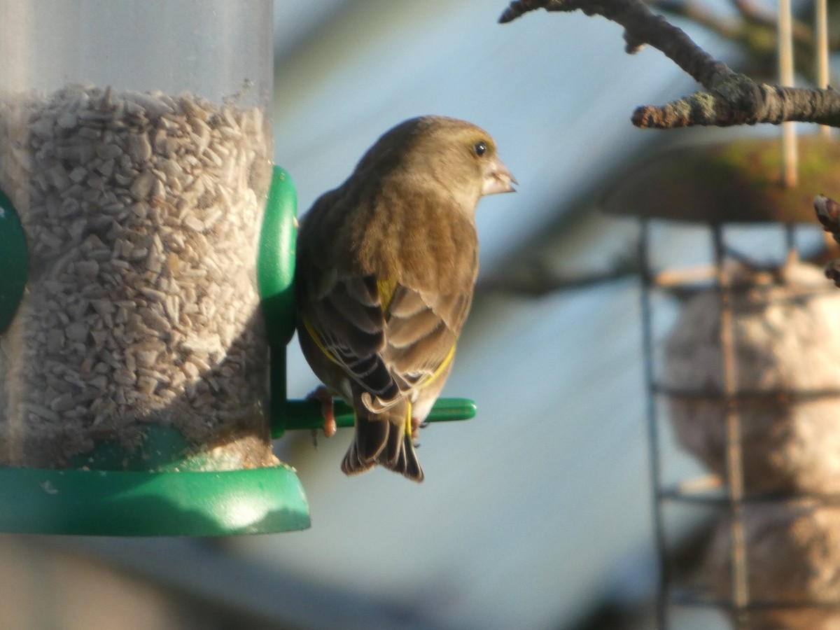 Обыкновенная зеленушка - ML652595588