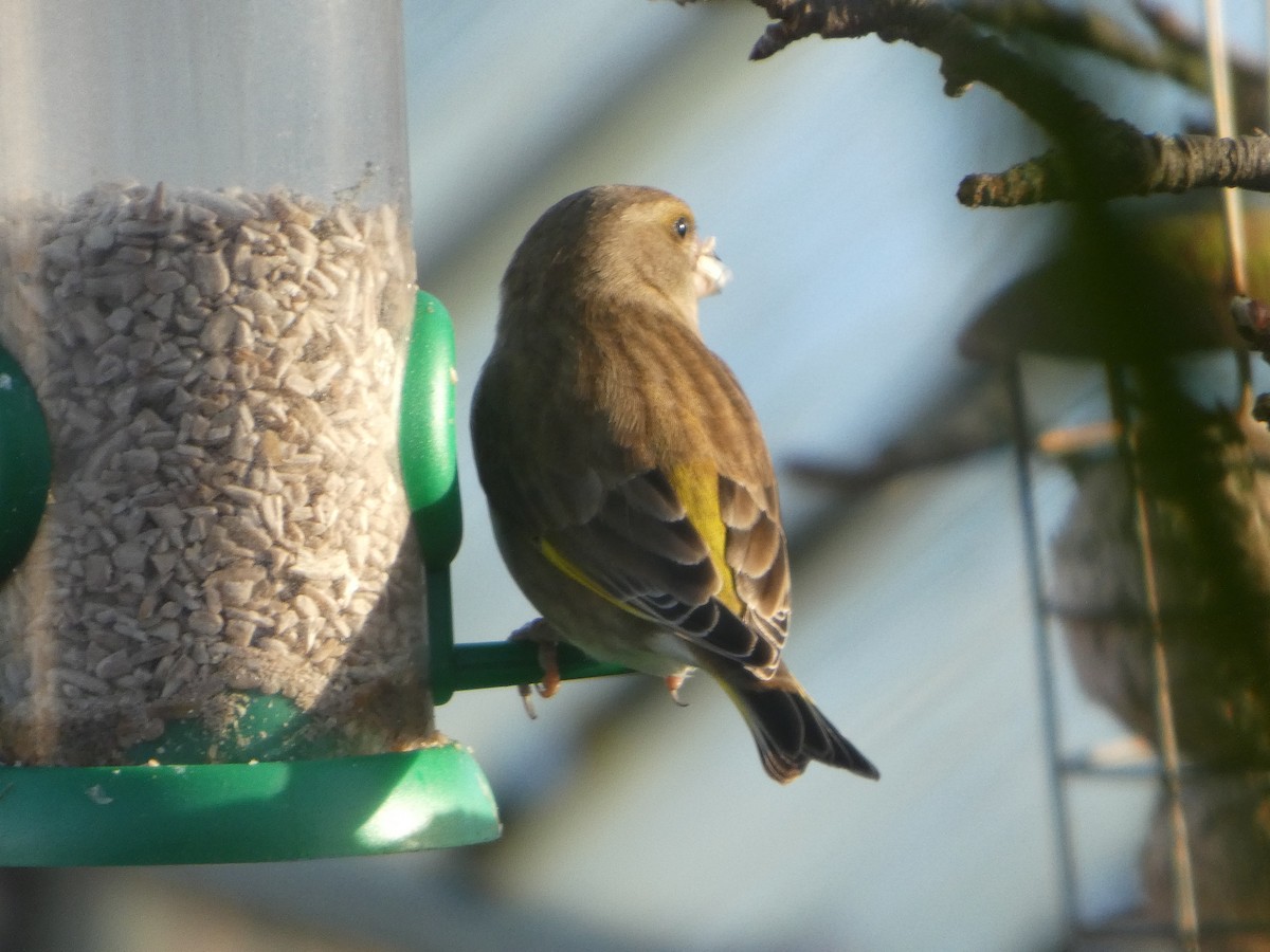 Обыкновенная зеленушка - ML652595589