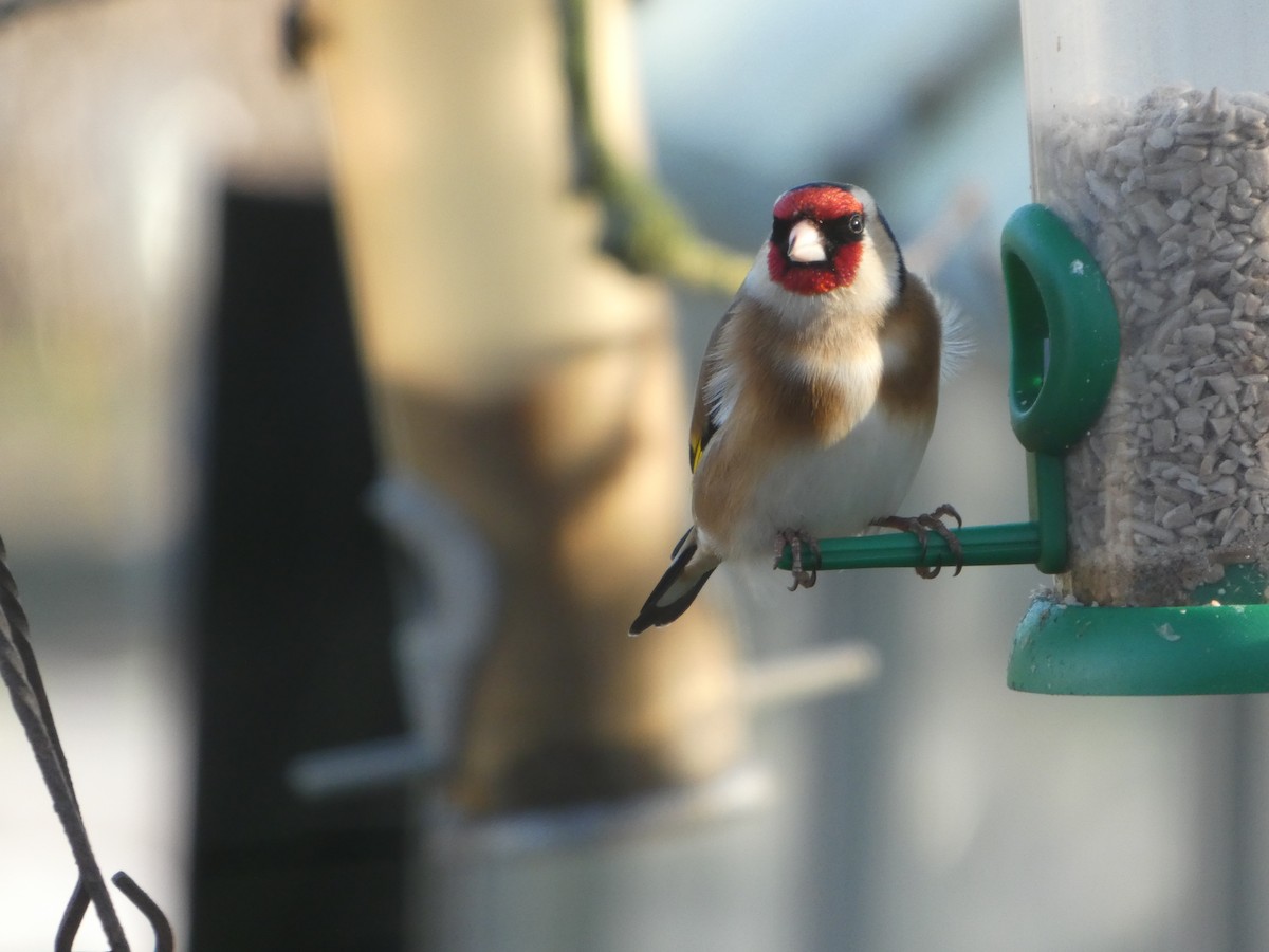 Щегол - ML652595607