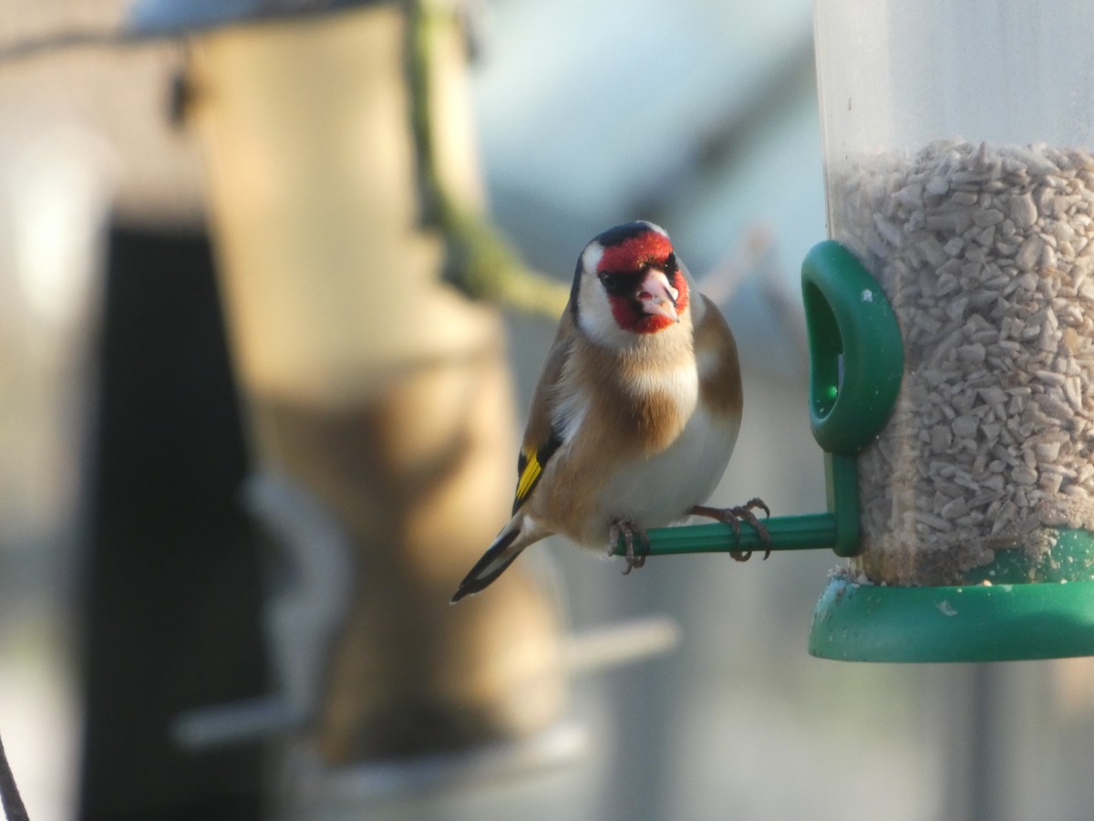 Щегол - ML652595608