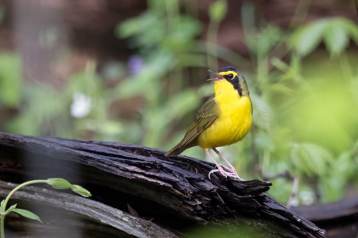 kentuckyparula - ML652595704