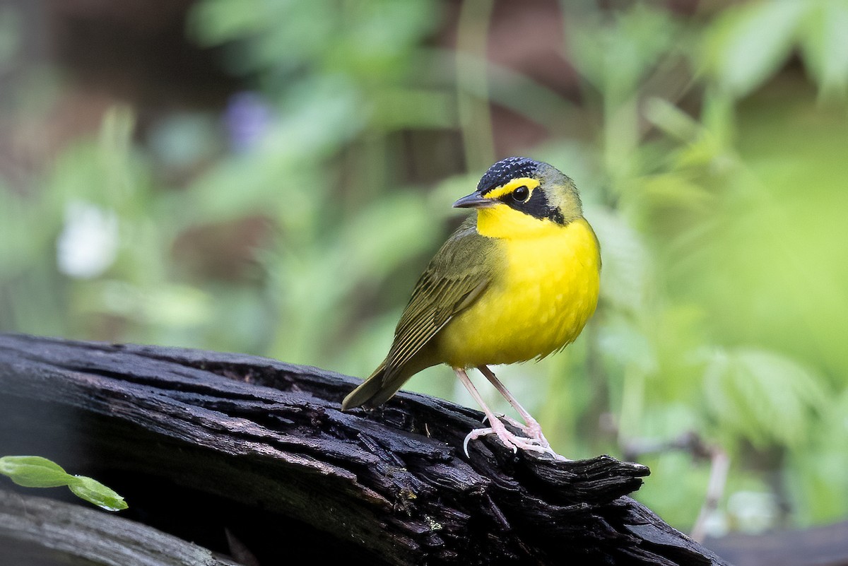 kentuckyparula - ML652595705