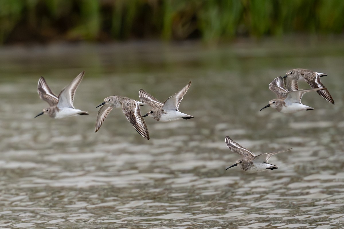 Kara Karınlı Kumkuşu - ML652595857