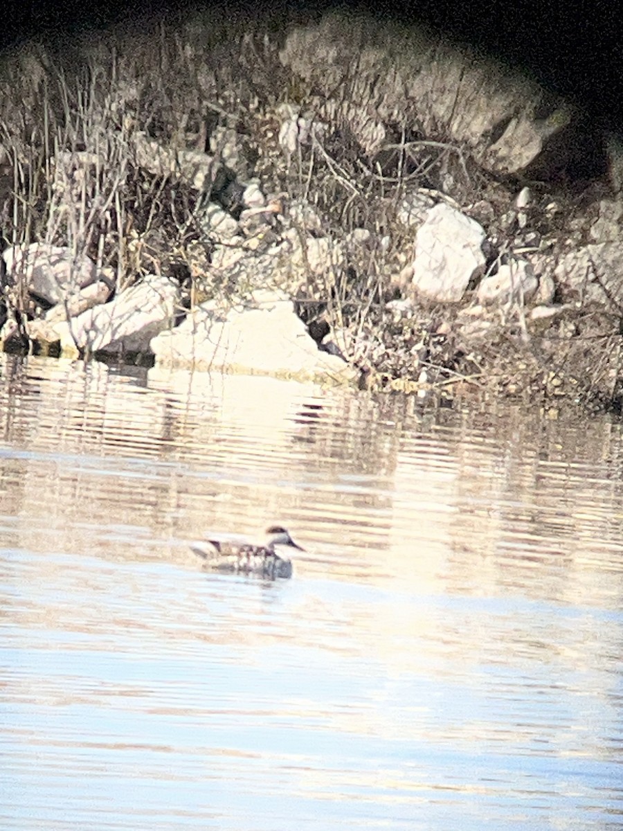 Marmelente - ML652595861