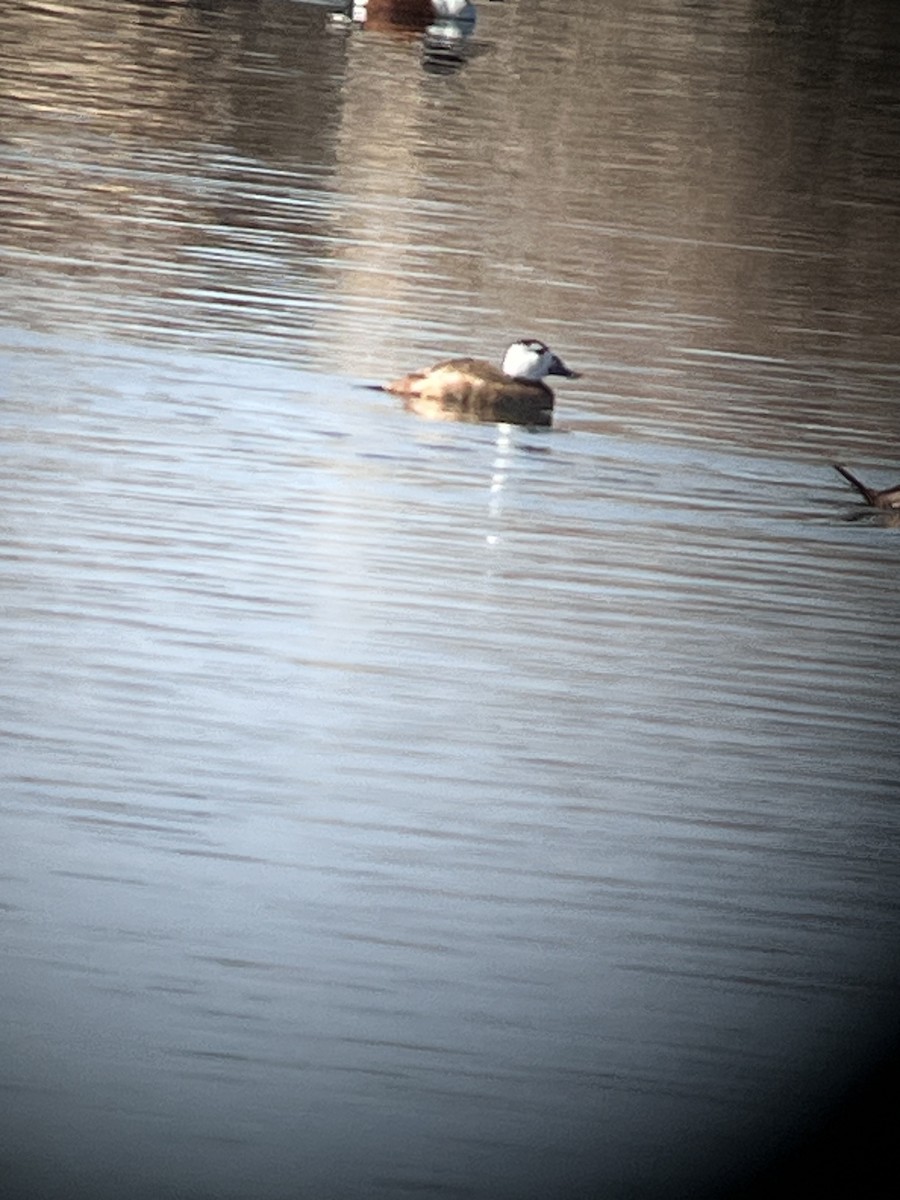 Weißkopf-Ruderente - ML652595926