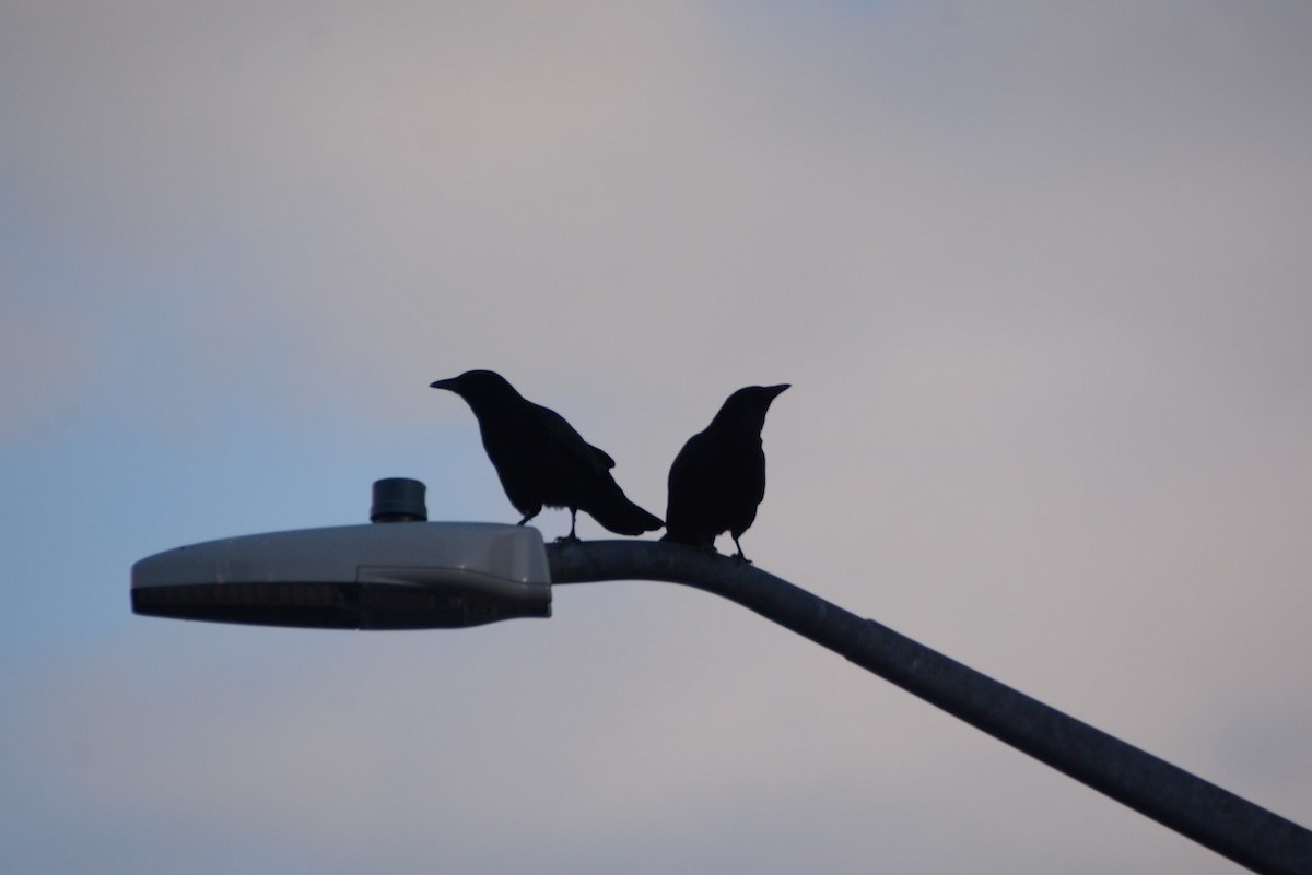 Amerika Kargası - ML652596182